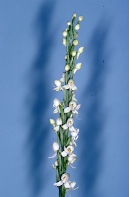 APII jpeg image of Habenaria harroldii  © contact APII