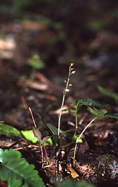 APII jpeg image of Hetaeria polygonoides  © contact APII