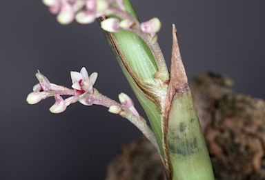 APII jpeg image of Eria eriaeoides  © contact APII