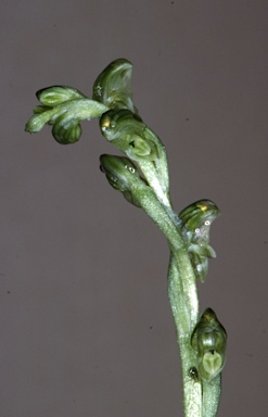 APII jpeg image of Pterostylis cycnocephala  © contact APII