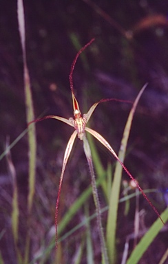 APII jpeg image of Caladenia caesarea  © contact APII