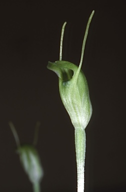 APII jpeg image of Pterostylis nana  © contact APII