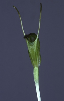 APII jpeg image of Pterostylis nana  © contact APII