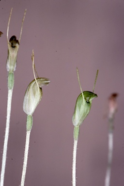 APII jpeg image of Pterostylis clavigera  © contact APII