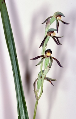 APII jpeg image of Lyperanthus serratus  © contact APII