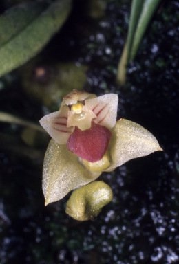 APII jpeg image of Bulbophyllum lageniforme  © contact APII