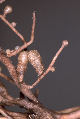 APII jpeg image of Apostasia stylidoides  © contact APII