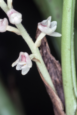 APII jpeg image of Eria eriocoides  © contact APII