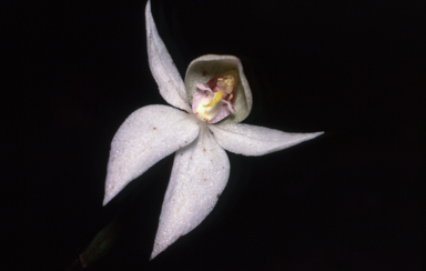 APII jpeg image of Adenochilus nortonii  © contact APII