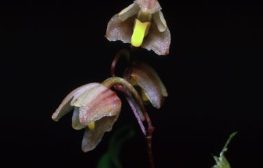 APII jpeg image of Bulbophyllum newportii  © contact APII