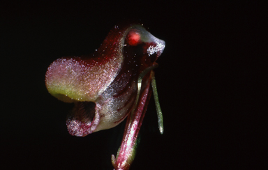APII jpeg image of Corybas fordhamii  © contact APII