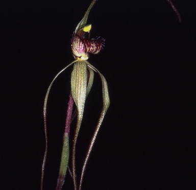 APII jpeg image of Caladenia arenaria  © contact APII
