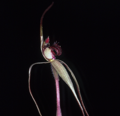 APII jpeg image of Caladenia arenaria  © contact APII