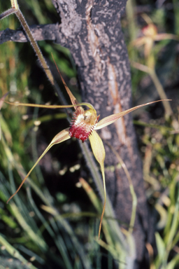 APII jpeg image of Caladenia arenicola  © contact APII