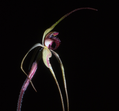 APII jpeg image of Caladenia colorata  © contact APII