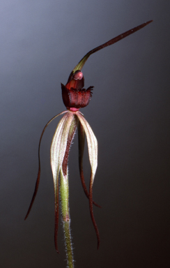APII jpeg image of Caladenia leptoclavia  © contact APII