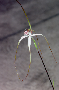 APII jpeg image of Caladenia longicauda  © contact APII