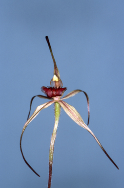 APII jpeg image of Caladenia patersonii  © contact APII