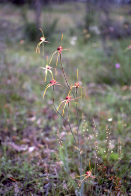 APII jpeg image of Caladenia pectinata  © contact APII