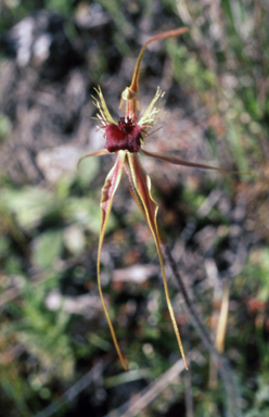 APII jpeg image of Caladenia radiata  © contact APII