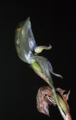 APII jpeg image of Pterostylis vitrea  © contact APII