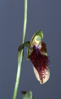 APII jpeg image of Calochilus caeruleus  © contact APII
