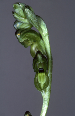 APII jpeg image of Pterostylis bicolor  © contact APII