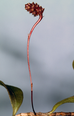 APII jpeg image of Bulbophyllum evasum  © contact APII