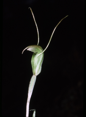 APII jpeg image of Pterostylis pyramidalis  © contact APII