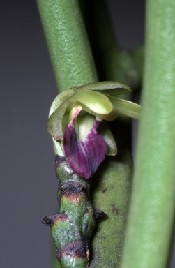 APII jpeg image of Luisia  © contact APII