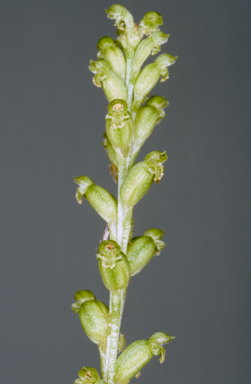 APII jpeg image of Microtis unifolia  © contact APII