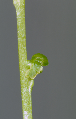 APII jpeg image of Microtis magnadenia  © contact APII