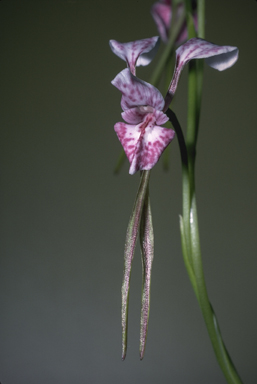 APII jpeg image of Diuris dendrobioides  © contact APII