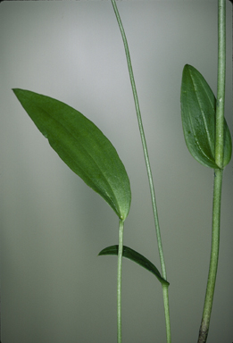 APII jpeg image of Eriochilus dilatatus subsp. magnus  © contact APII