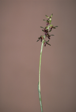 APII jpeg image of Corunastylis alticola  © contact APII