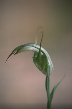 APII jpeg image of Diplodium reflexum  © contact APII