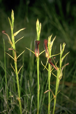 APII jpeg image of Cryptostylis hunteriana  © contact APII