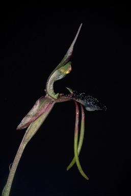 APII jpeg image of Chiloglottis diphylla  © contact APII