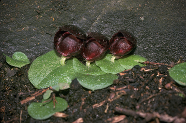 APII jpeg image of Corysanthes limpidus  © contact APII