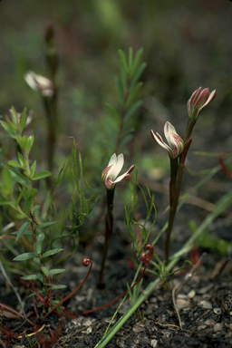 APII jpeg image of Burnettia cuneata  © contact APII