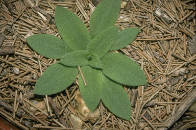 APII jpeg image of Oligochaetochilus boormanii  © contact APII