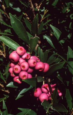 APII jpeg image of Syzygium smithii  © contact APII