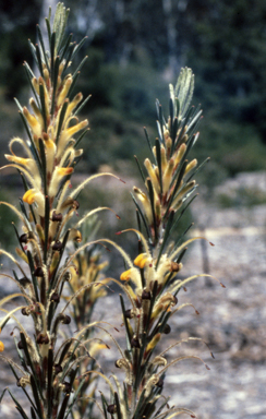 APII jpeg image of Adenanthos detmoldii  © contact APII