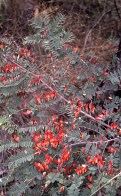 APII jpeg image of Bossiaea carinalis  © contact APII