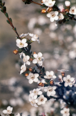 APII jpeg image of Chamelaucium ciliatum  © contact APII