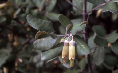 APII jpeg image of   © contact APII