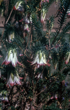 APII jpeg image of Darwinia meeboldii  © contact APII