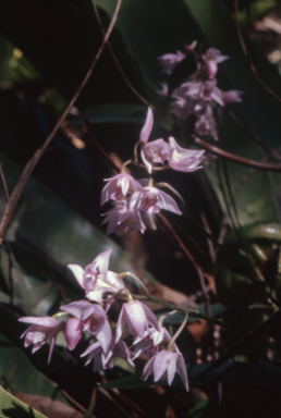 APII jpeg image of Thelychiton kingianus  © contact APII