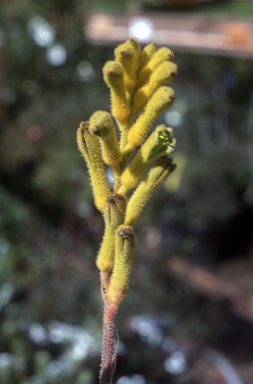 APII jpeg image of Anigozanthos 'Bush Glow'  © contact APII