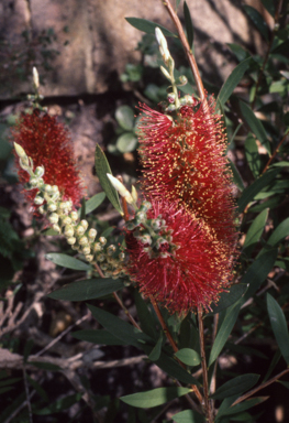 APII jpeg image of Callistemon 'Burgundy'  © contact APII